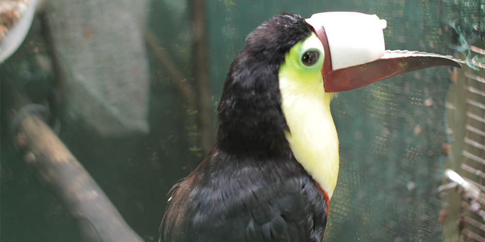 Un tucán por el tucán. Visitando Zoo Ave