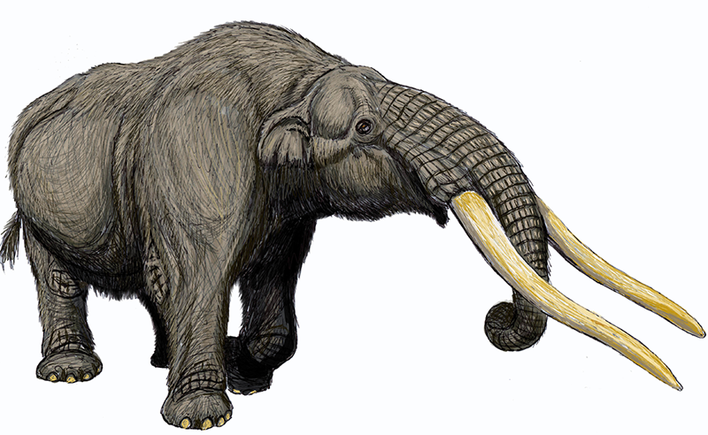 20 febrero 2026: Megahabitantes del Pleistoceno. Con Joanna Méndez y Guillermo Alvarado.