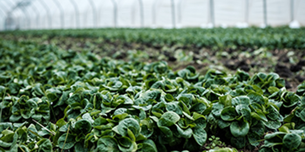 19 noviembre: “Descubre”: un proyecto del Ministerio de Comercio Exterior que pretende tomar fórmulas que han servido en otros sectores y trasladarlas al agro, con Víctor Umaña