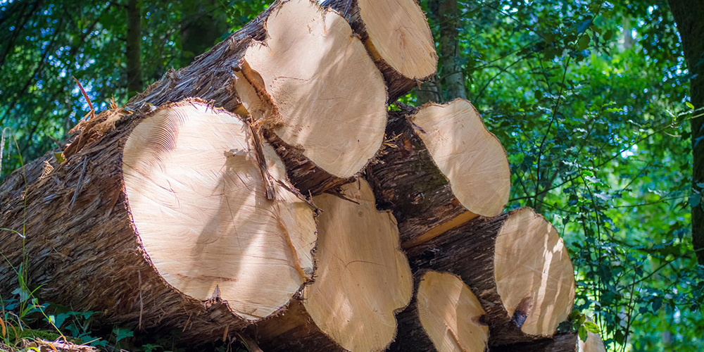 23 julio 2024: Tala y extracción de árboles en el Refugio Gandoca-Manzanillo. Con Ariel Robles Barrantes. 