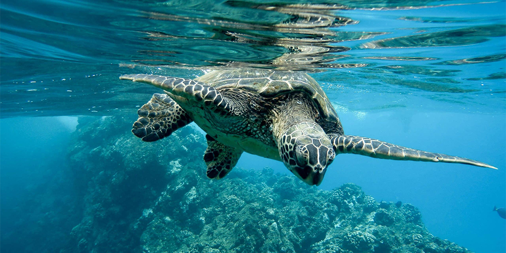 16 junio 2025: Resultados de la Conferencia de Naciones Unidas sobre los Océanos. Con Bernardo Aguilar y Jorge Serendero. 