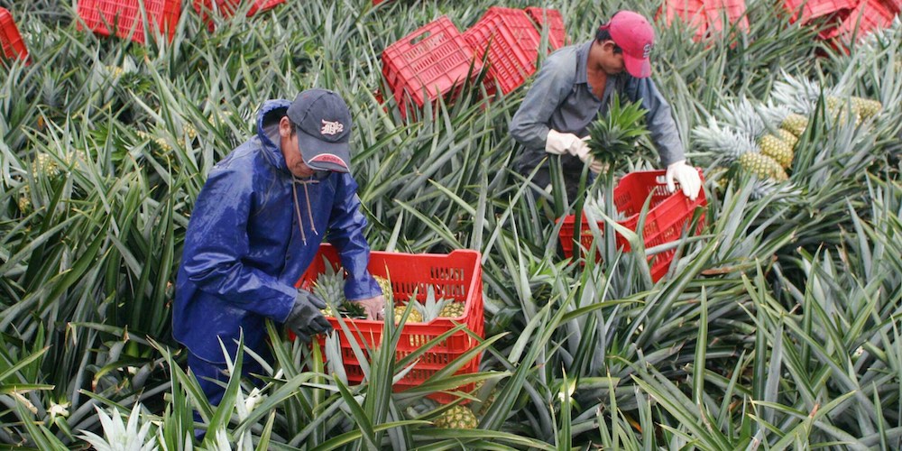 Piña vs Agua: el costo del Sacrificio Ambiental