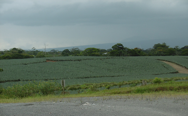 Balance ambiental de la administración Solís Rivera